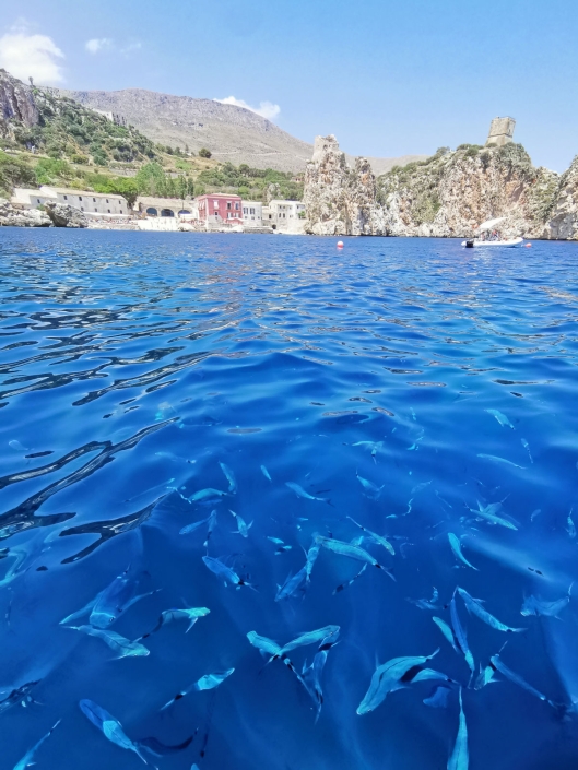 Fauna Marina e Tonnara di Scopello